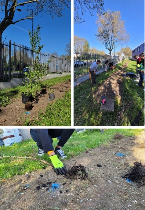 Plantation de la haie par les référents et référentes DD-RSE